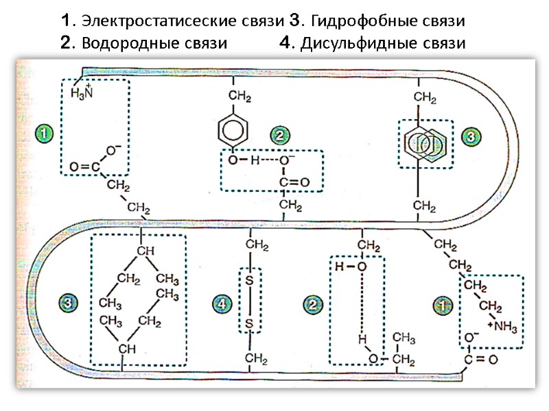 1. Электростатисеские связи 3. Гидрофобные связи 2. Водородные связи 4. Дисульфидные связи